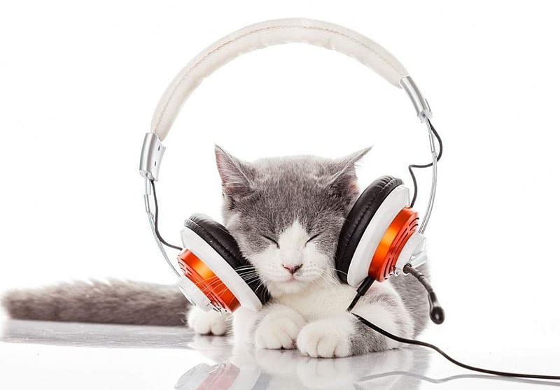 muzik ve kedi